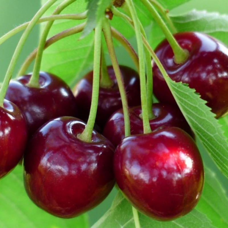 Cseresznye Germersdorfi